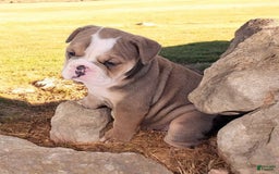 English Bulldog dogs for sale: Crushed Velvet - Image 1