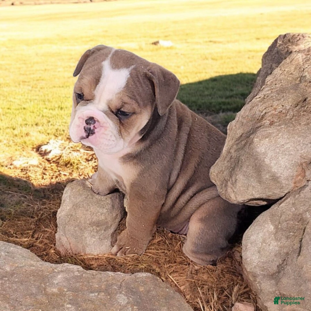English Bulldog dogs for sale: Crushed Velvet - Image 1
