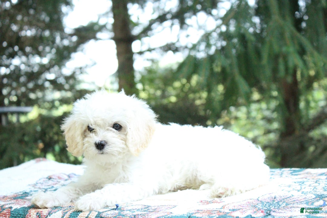 Miniature Poodle dogs for sale: Keisha - Image 5