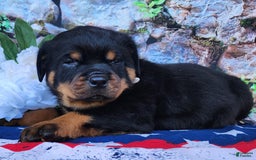 Rottweiler dogs for sale: Rottweiler 3 puppies - Image 10