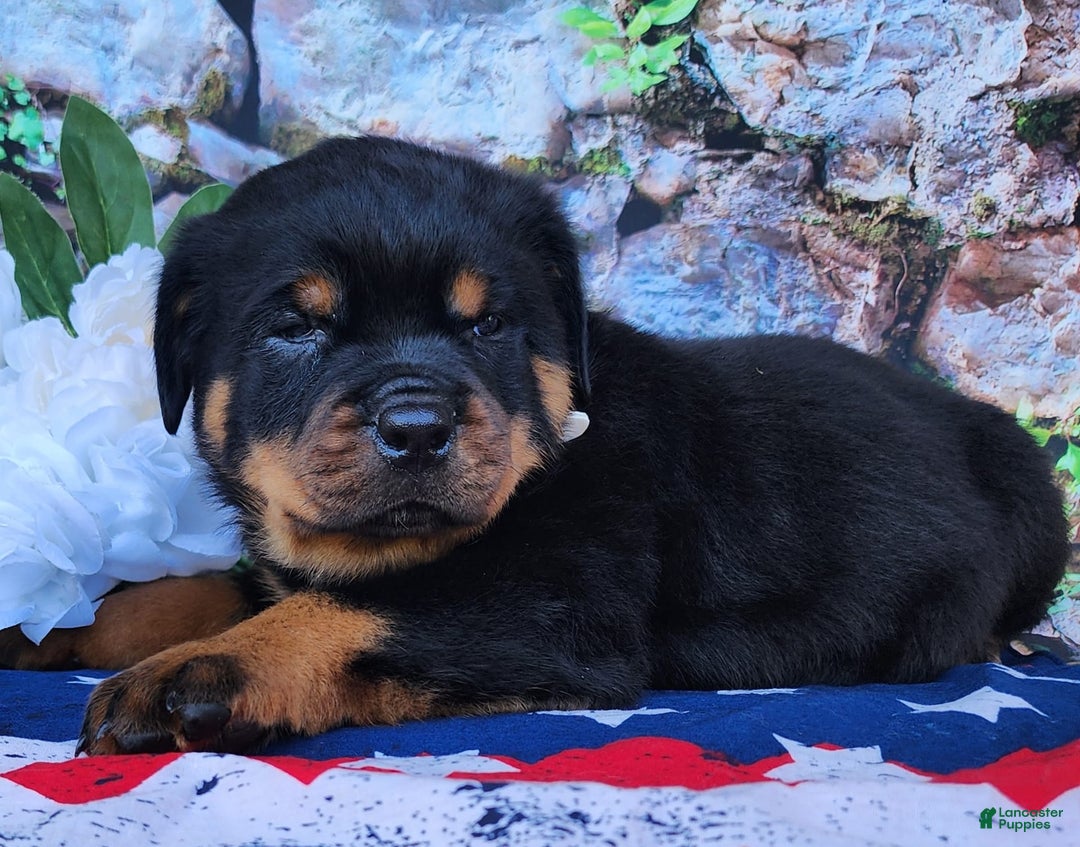 Rottweiler dogs for sale: Rottweiler 3 puppies - Image 10