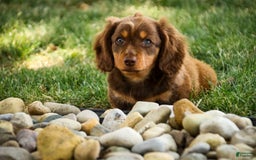 Miniature Dachshund dogs for sale: Harry - Image 3