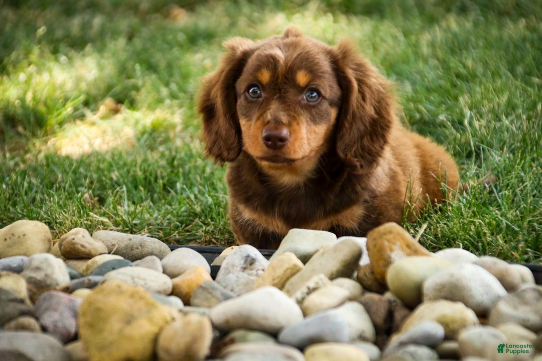 Miniature Dachshund dogs for sale: Harry - Image 3