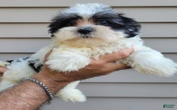 Teddy Bear dogs for sale: Ted - Image 5