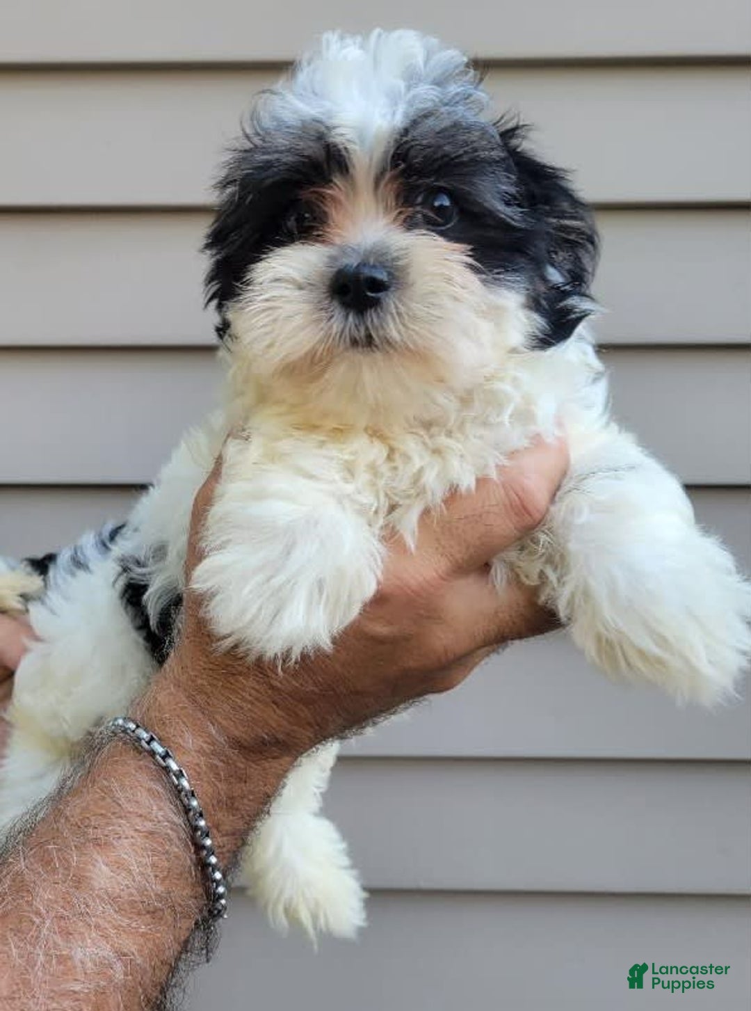 Teddy Bear dogs for sale: Ted - Image 5