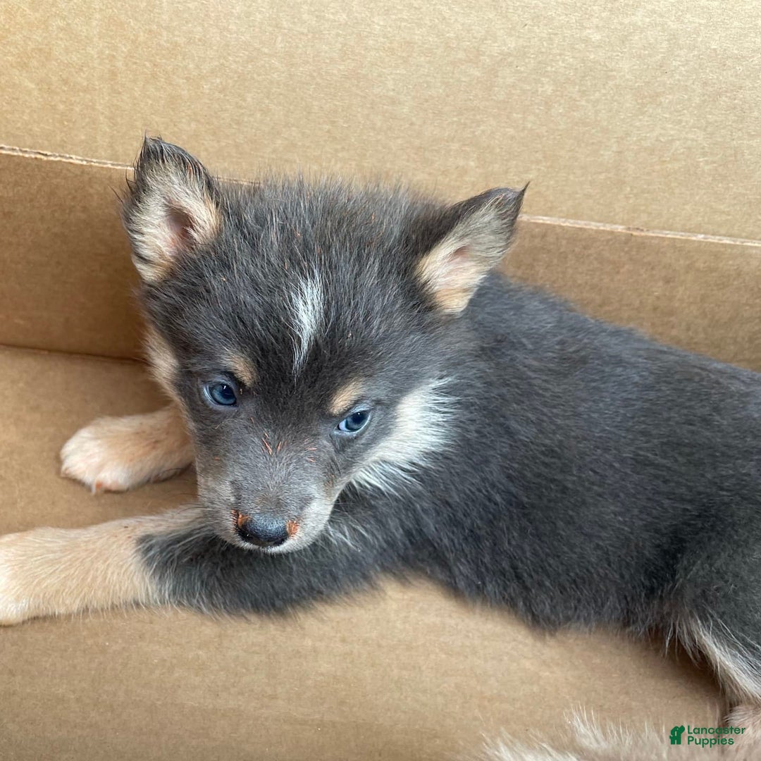 Pomsky dogs for sale: Grumpy - Image 3