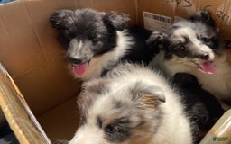 Shetland Sheepdog dogs for sale: Bi-black - Image 4