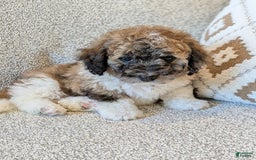 Saint Berdoodles dogs for sale: Frankie Mini Saint Berdoodle - Image 1