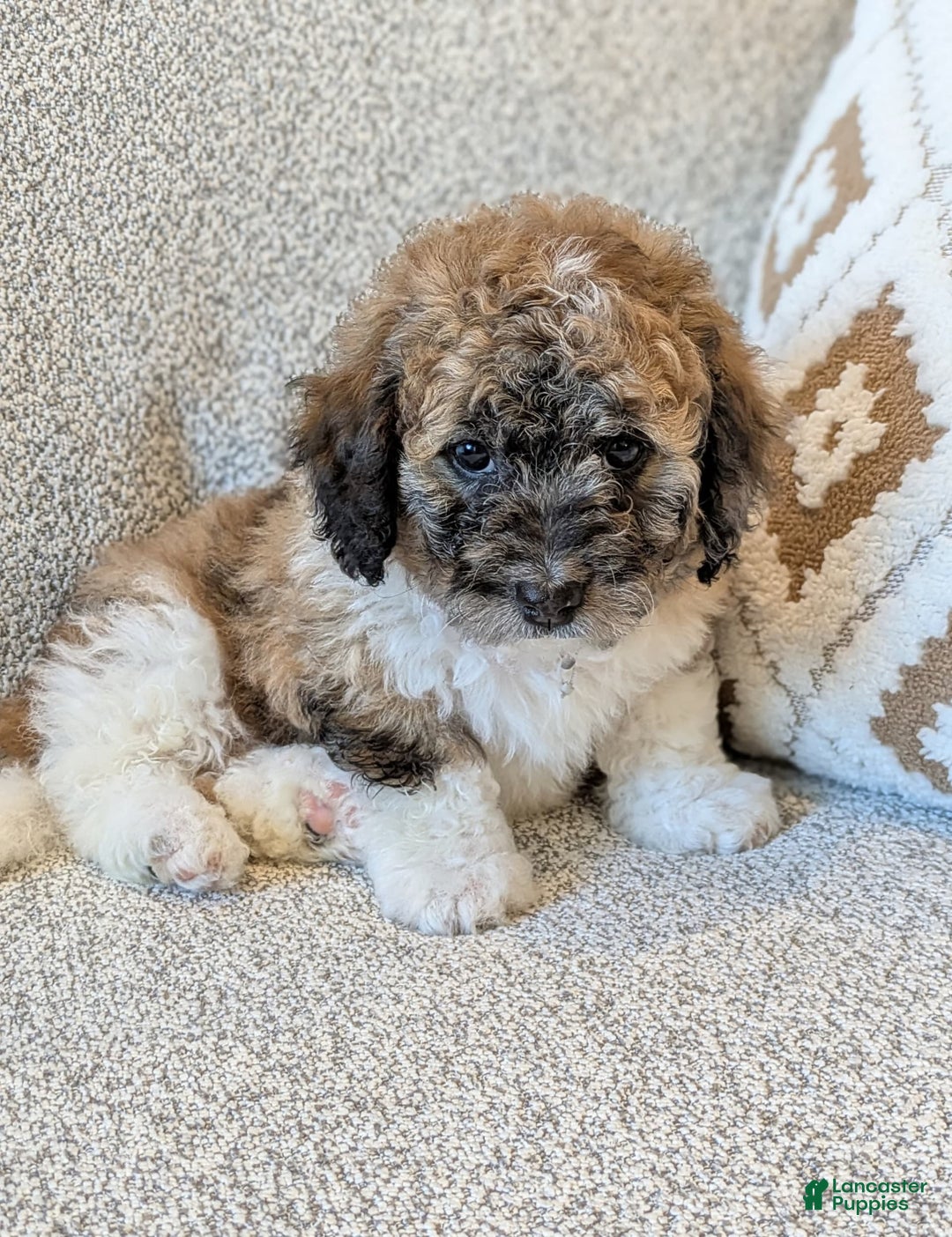 Saint Berdoodles dogs for sale: Frankie Mini Saint Berdoodle - Image 1