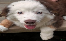 Australian Shepherd dogs for sale: Charli - Image 8