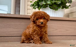 Maltipoo dogs for sale: Gorgeous - Image 2