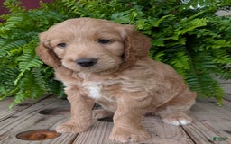 Goldendoodle dogs for sale: Lolly - Image 20