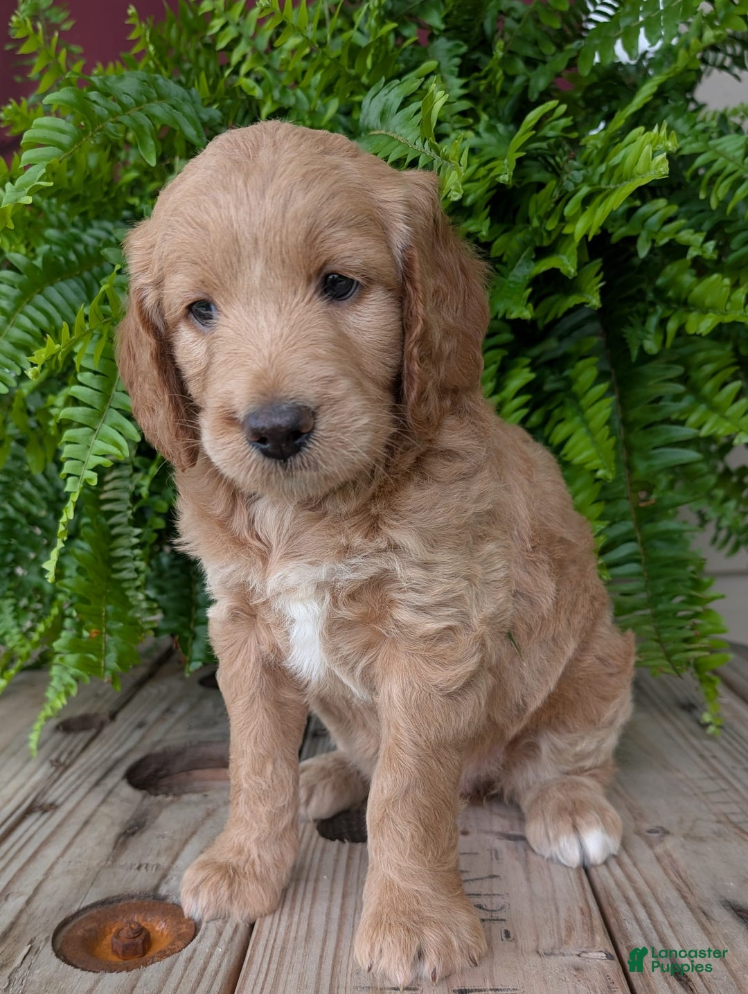 Goldendoodle dogs for sale: Lolly - Image 20