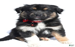 Miniature Australian Shepherd dogs for sale: Ida - Image 5