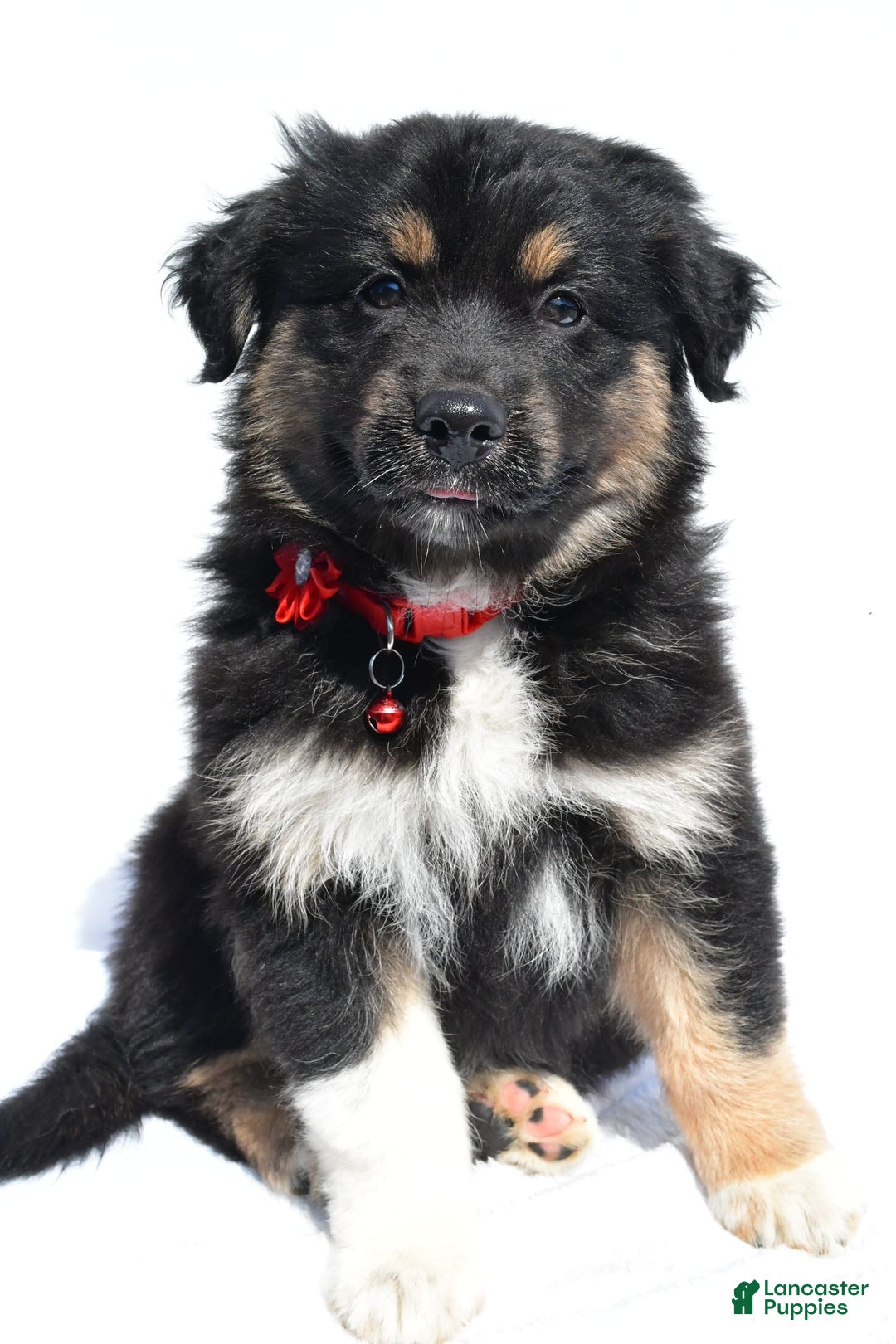Miniature Australian Shepherd dogs for sale: Ida - Image 5