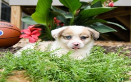 Welsh Corgi Pembroke dogs for sale: Chief - Image 5