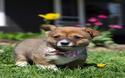 Welsh Corgi Pembroke dogs for sale: Daisy - Image 6