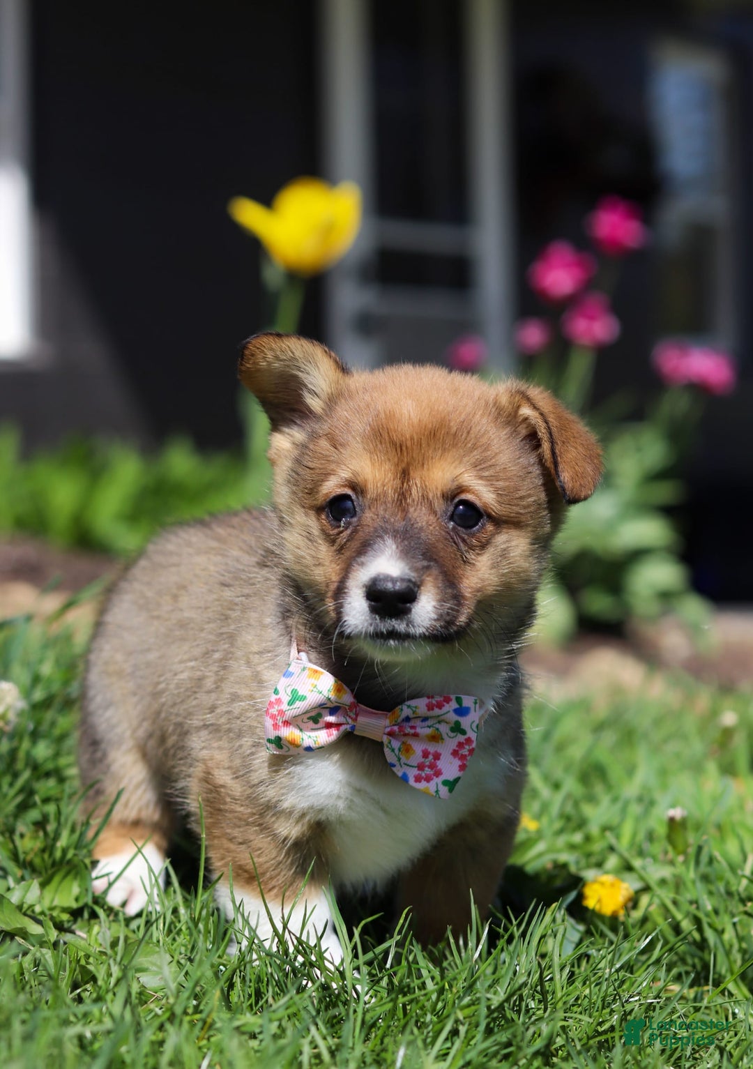 Welsh Corgi Pembroke dogs for sale: Daisy - Image 6