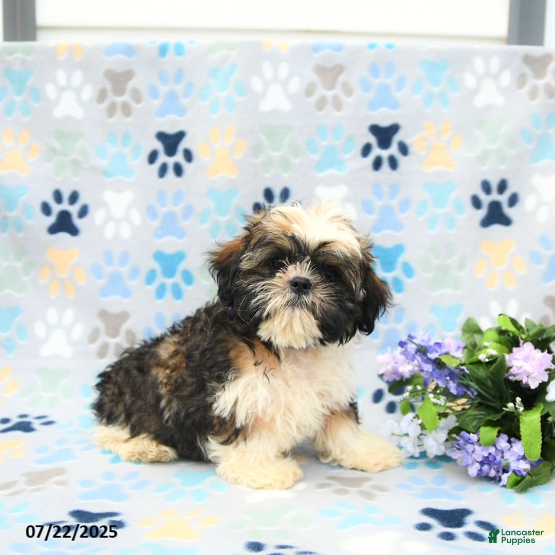 Shih Tzu dogs for sale: Puddles - Image 5