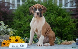 Boxer dogs for sale: Buster - Image 1