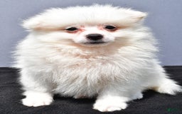 Pomeranian dogs for sale: Issac - Image 3