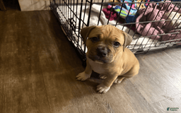 American Pit Bull Terrier dogs for sale: Pincess - Image 22