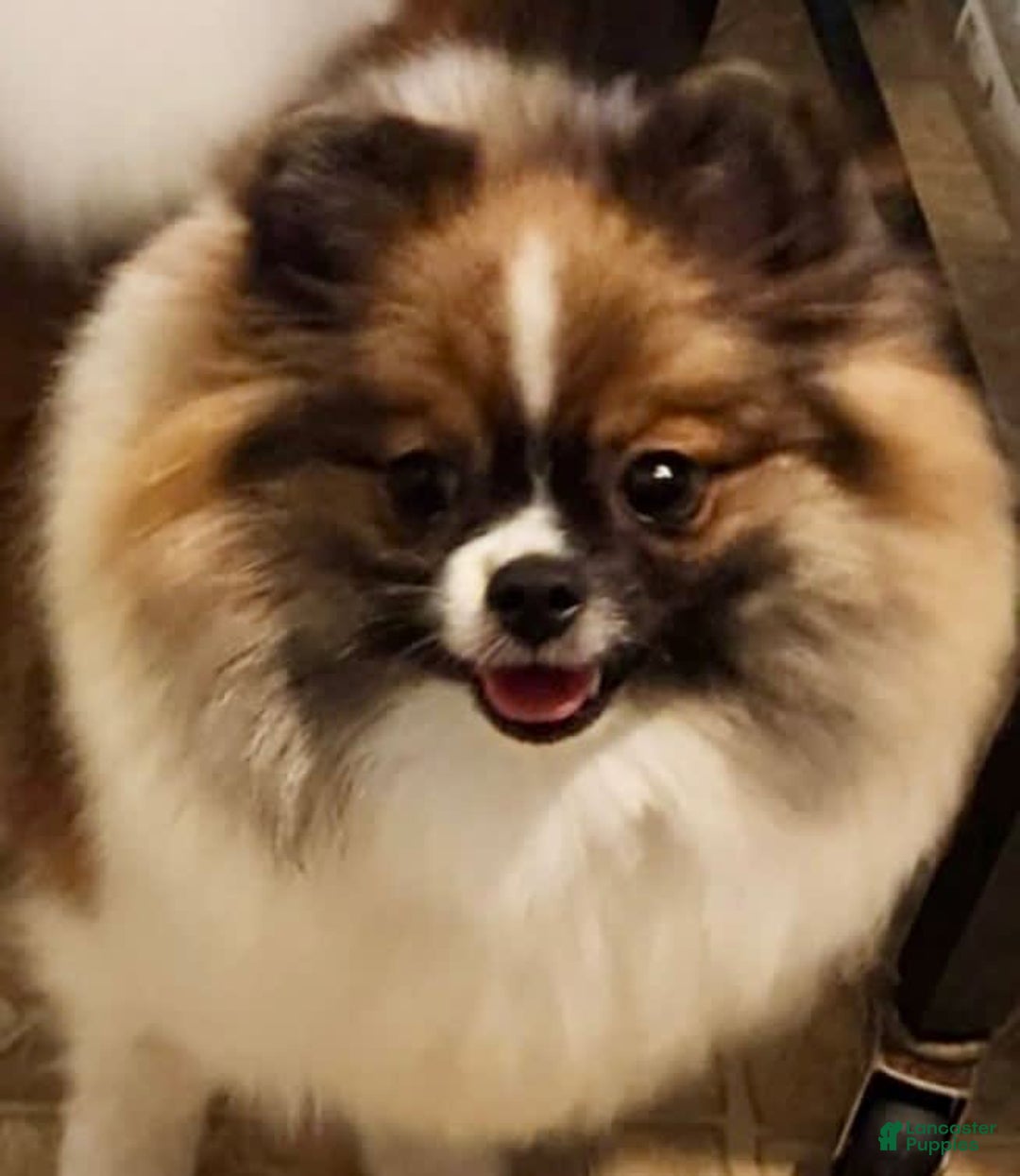 Pomeranian dogs for sale: Valhalla - Listing for pets: Nirvana, Valhalla, Elysium - Image 8