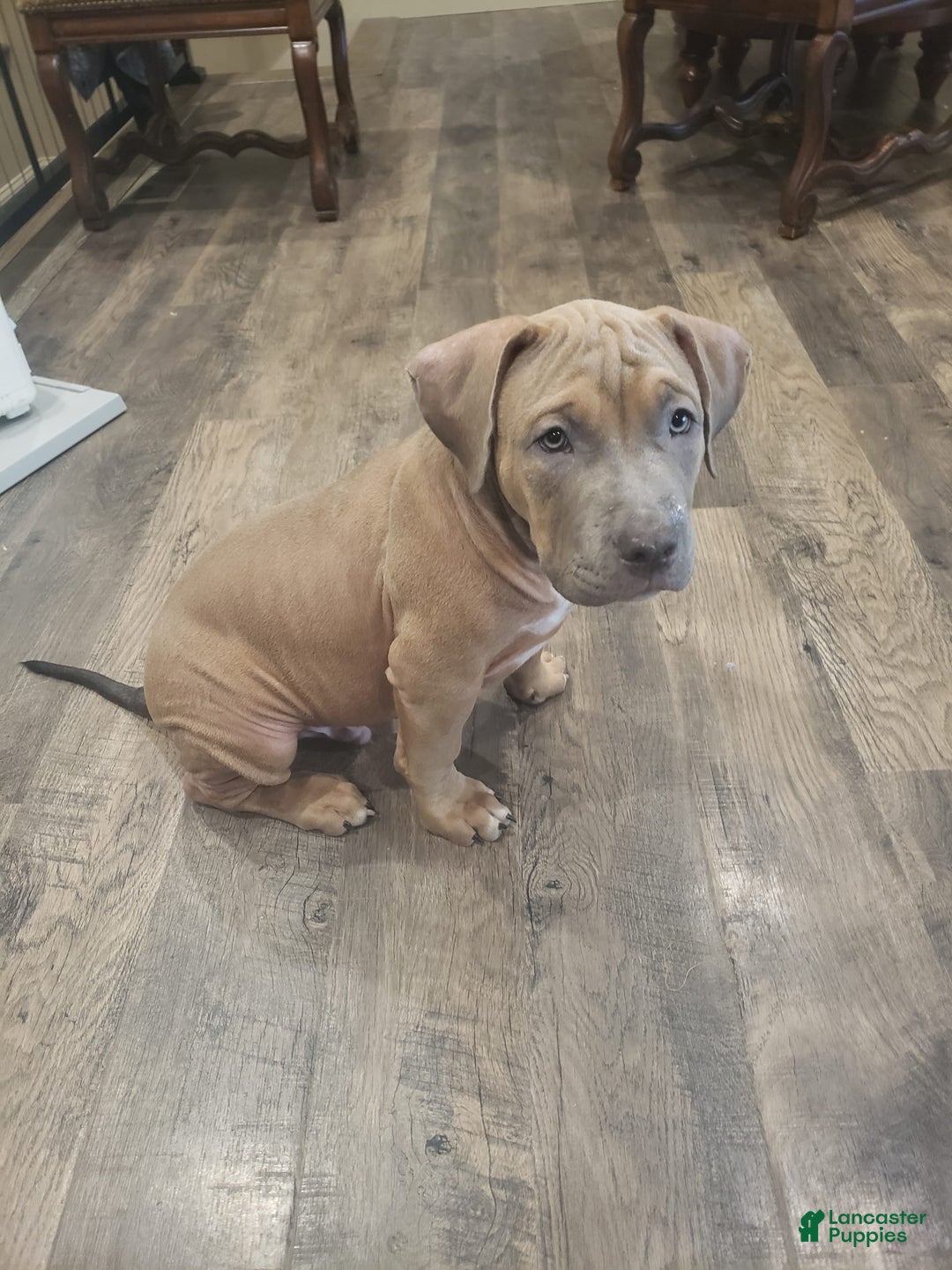 American Bully dogs for sale: Big Hoss - Image 1