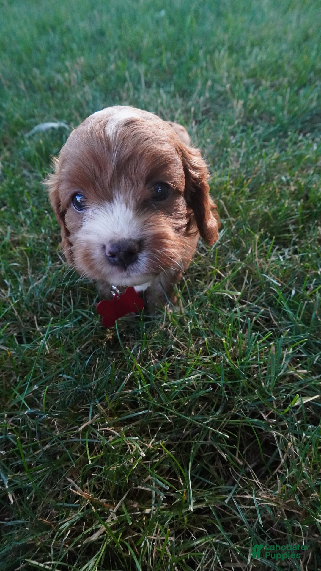 Cavapoo dogs for sale: Tanner - Image 7