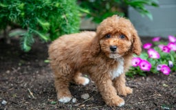Miniature Poodle dogs for sale: Kyler - Image 5