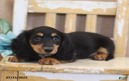Miniature Dachshund dogs for sale: Kirt - Image 2