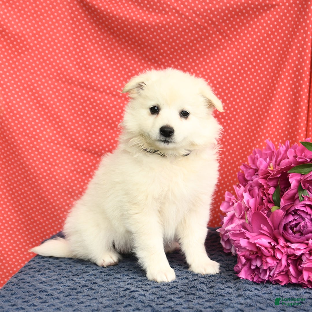 American Eskimo dogs for sale: Mango - Image 1