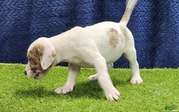 Catahoula Leopard Dog dogs for sale: Duchess 2025 Male 4 - Image 4