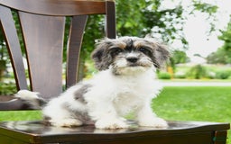 Cavapoo dogs for sale: Winston - Image 4