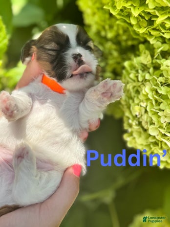 Teddy Bear dogs for sale - Ad 4
