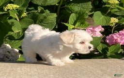 Coton De Tulear dogs for sale: Button - Image 3
