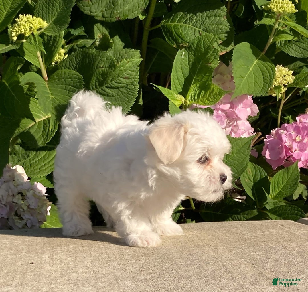 Coton De Tulear dogs for sale: Button - Image 3
