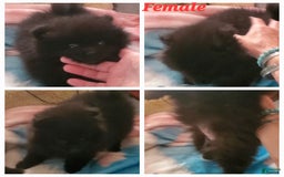 Pomeranian dogs for sale: Butterball - Image 6