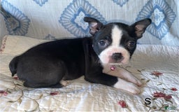 Boston Terrier dogs for sale: Seraphine - Image 3