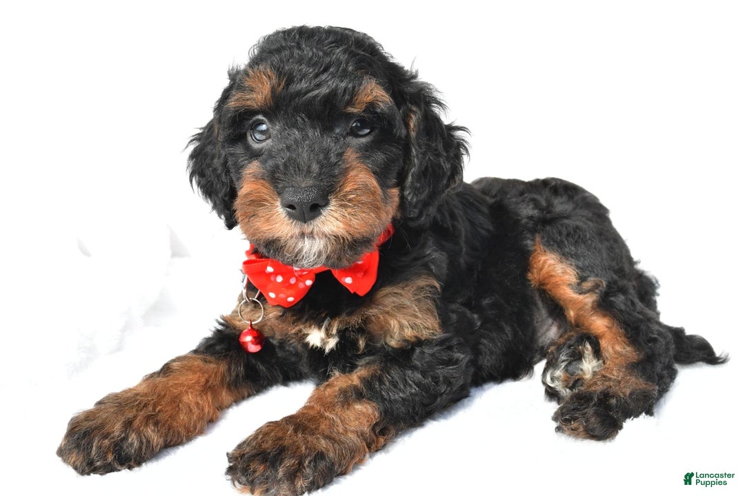 Cavapoo dogs for sale: Bubba - Image 3