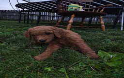 Goldendoodle dogs for sale: Roman - Image 2
