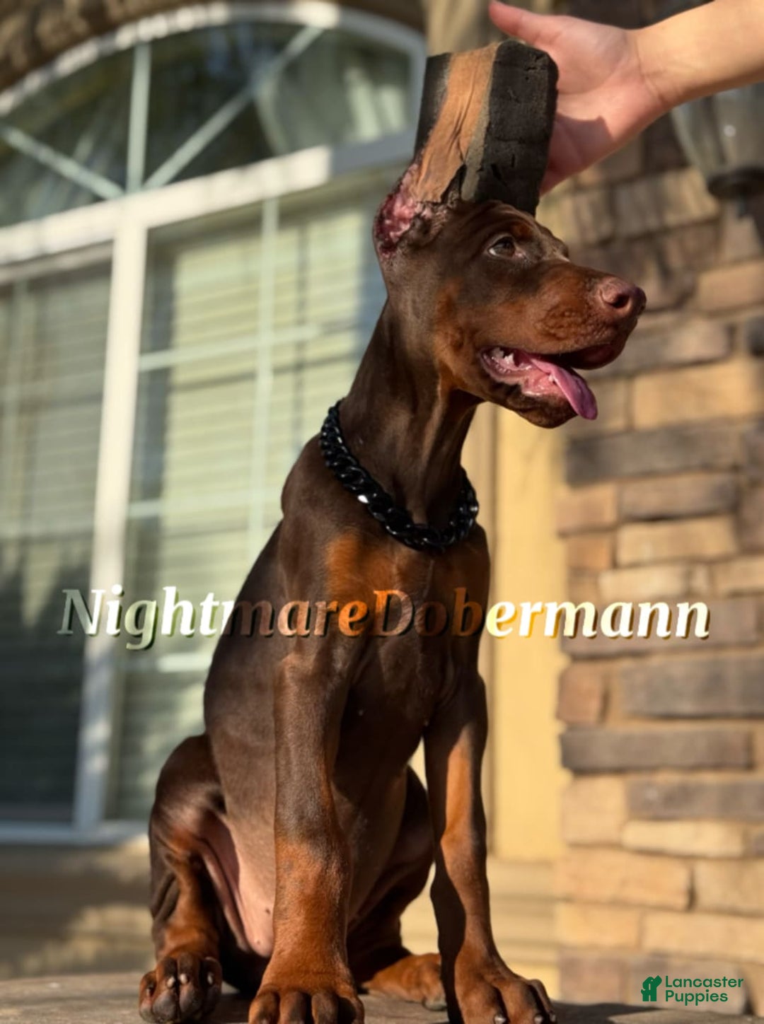 Doberman Pinscher dogs for sale: Merlot - Image 3