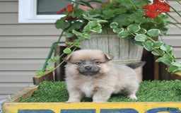 Pomeranian dogs for sale: Fancy - Image 9