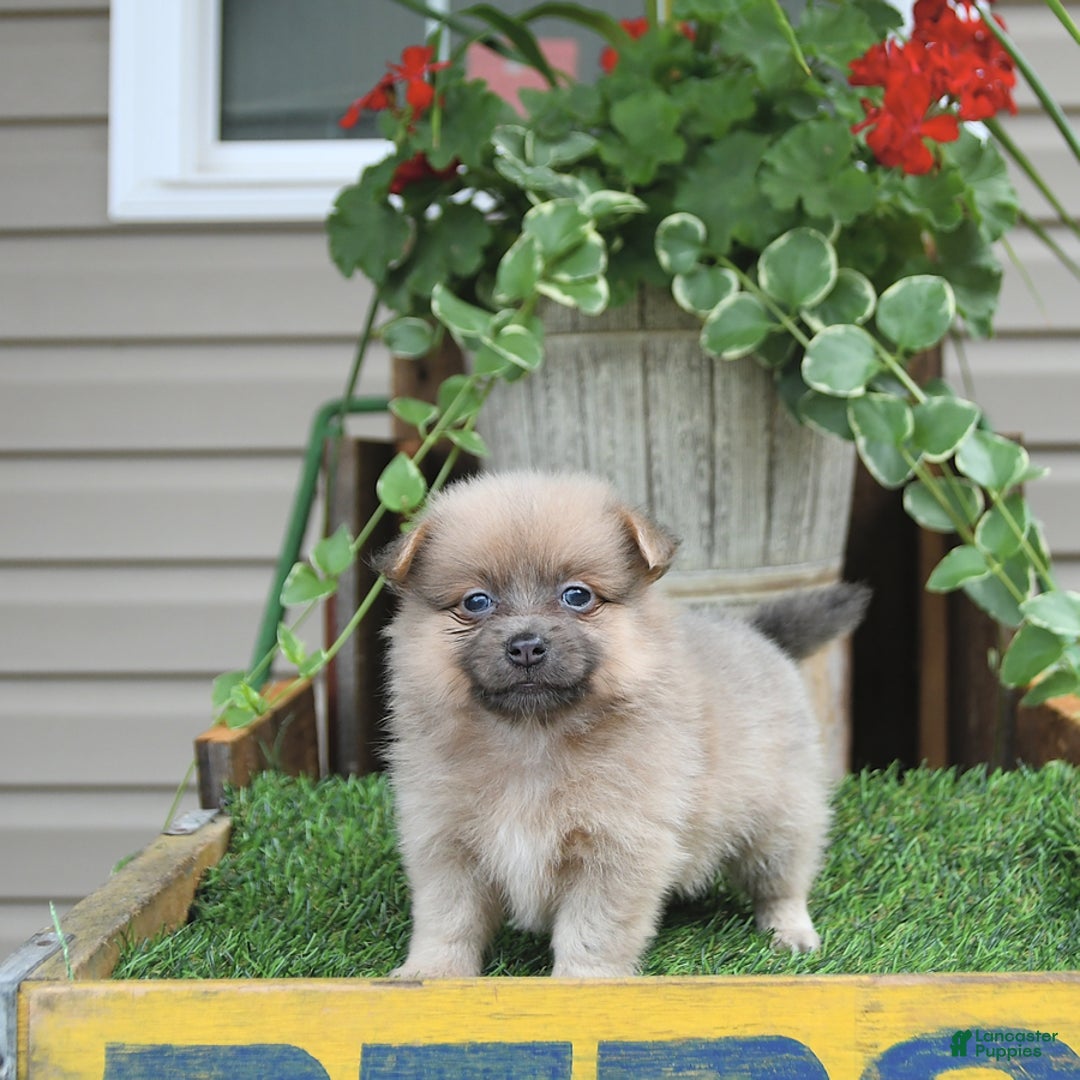 Pomeranian dogs for sale: Fancy - Image 9