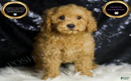 Mini Goldendoodle dogs for sale: Donald - Image 1