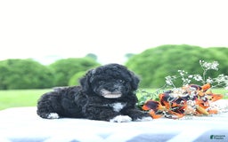 Toy Poodle dogs for sale: Kobey - Image 3