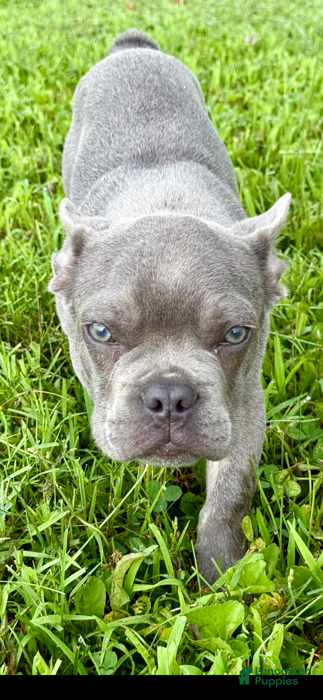 French Bulldog dogs for sale: Sterling - Image 4