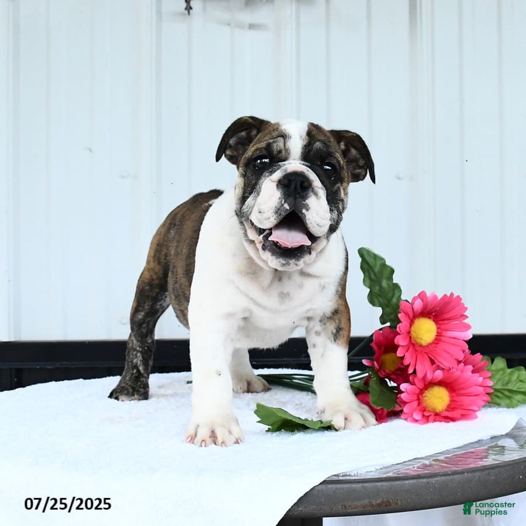 English Bulldog dogs for sale: English Bulldog 6 puppies - Image 1