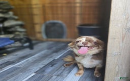 Chipoo dogs for sale: Buddy - Image 6