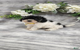 Cavapoo dogs for sale: Honey - Image 2